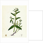 Lithospermum Arvense Corn Gromwell by Anonymous