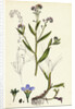 Myosotis Caespitosa Tufted Water Forget-Me-Not by Anonymous