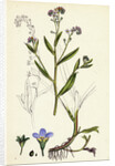 Myosotis Caespitosa Tufted Water Forget-Me-Not by Anonymous