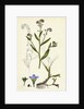 Myosotis Caespitosa Tufted Water Forget-Me-Not by Anonymous