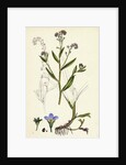 Myosotis Caespitosa Tufted Water Forget-Me-Not by Anonymous
