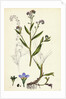 Myosotis Caespitosa Tufted Water Forget-Me-Not by Anonymous
