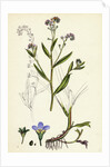 Myosotis Caespitosa Tufted Water Forget-Me-Not by Anonymous