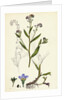 Myosotis Caespitosa Tufted Water Forget-Me-Not by Anonymous