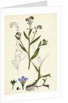 Myosotis Caespitosa Tufted Water Forget-Me-Not by Anonymous