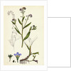 Myosotis Caespitosa Tufted Water Forget-Me-Not by Anonymous