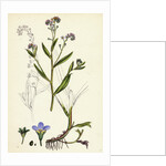 Myosotis Caespitosa Tufted Water Forget-Me-Not by Anonymous