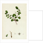 Erodium Maritimum Sea Stork's-Bill by Anonymous