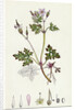Geranium Robertianum Herb Robert by Anonymous