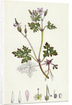 Geranium Robertianum Herb Robert by Anonymous