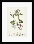 Geranium Robertianum Herb Robert by Anonymous