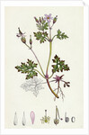 Geranium Robertianum Herb Robert by Anonymous