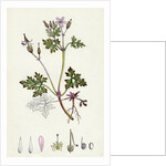 Geranium Robertianum Herb Robert by Anonymous