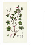 Geranium Lucidum Shining Crane's-Bill by Anonymous