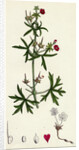 Geranium Dissectum Jagged Leaved Crane's-Bill by Anonymous