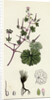 Geranium Rotundifolium Round-Leaved Crane's-Bill by Anonymous