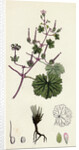 Geranium Rotundifolium Round-Leaved Crane's-Bill by Anonymous