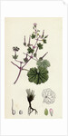Geranium Rotundifolium Round-Leaved Crane's-Bill by Anonymous