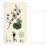Geranium Rotundifolium Round-Leaved Crane's-Bill by Anonymous