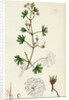 Geranium Pusillum Small-Flowered Crane's-Bill by Anonymous