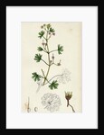 Geranium Pusillum Small-Flowered Crane's-Bill by Anonymous