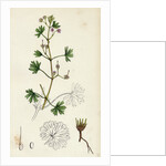 Geranium Pusillum Small-Flowered Crane's-Bill by Anonymous