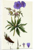 Geranium Pratense Blue Meadow Crane's-Bill by Anonymous