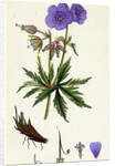 Geranium Pratense Blue Meadow Crane's-Bill by Anonymous