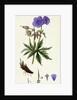 Geranium Pratense Blue Meadow Crane's-Bill by Anonymous