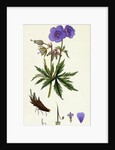 Geranium Pratense Blue Meadow Crane's-Bill by Anonymous