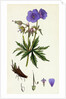 Geranium Pratense Blue Meadow Crane's-Bill by Anonymous