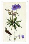 Geranium Pratense Blue Meadow Crane's-Bill by Anonymous