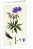 Geranium Pratense Blue Meadow Crane's-Bill by Anonymous