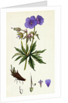 Geranium Pratense Blue Meadow Crane's-Bill by Anonymous
