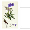 Geranium Pratense Blue Meadow Crane's-Bill by Anonymous