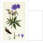 Geranium Pratense Blue Meadow Crane's-Bill by Anonymous