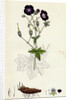 Geranium Phaeum Dusky Crane's-Bill by Anonymous