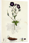 Geranium Phaeum Dusky Crane's-Bill by Anonymous