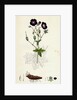 Geranium Phaeum Dusky Crane's-Bill by Anonymous