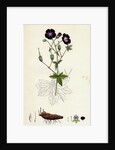 Geranium Phaeum Dusky Crane's-Bill by Anonymous