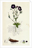 Geranium Phaeum Dusky Crane's-Bill by Anonymous