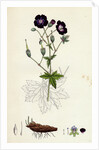 Geranium Phaeum Dusky Crane's-Bill by Anonymous