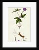 Geranium Nodosum Knotty Crane's-Bill by Anonymous