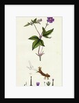 Geranium Nodosum Knotty Crane's-Bill by Anonymous