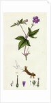 Geranium Nodosum Knotty Crane's-Bill by Anonymous