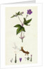 Geranium Nodosum Knotty Crane's-Bill by Anonymous