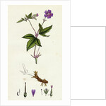Geranium Nodosum Knotty Crane's-Bill by Anonymous