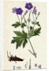 Geranium Sylvaticum Wood Crane's-Bill by Anonymous