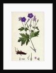 Geranium Sylvaticum Wood Crane's-Bill by Anonymous
