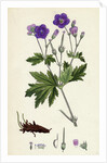 Geranium Sylvaticum Wood Crane's-Bill by Anonymous